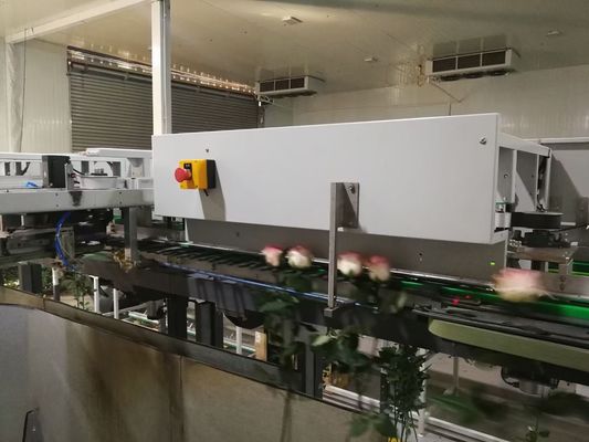Das Blumen-Sortieren automatisierte Focusight-Inspektions-Maschine